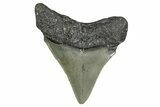 Serrated, Juvenile Megalodon Tooth - North Carolina #355873-1